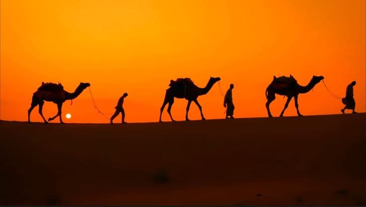 Half-Day Sunrise Camel Safari